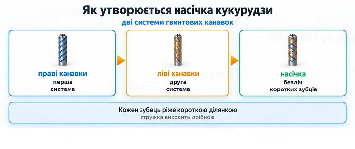 Як утворюється насічка кукурудзи: дві системи гвинтових канавок